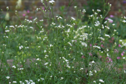 Asperula tinctoriaVerfbedstro bestellen